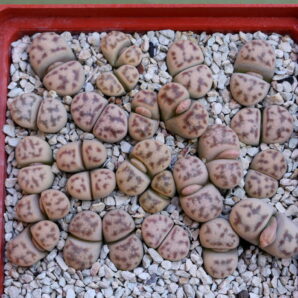 Lithops dinteri var. frederici, C180