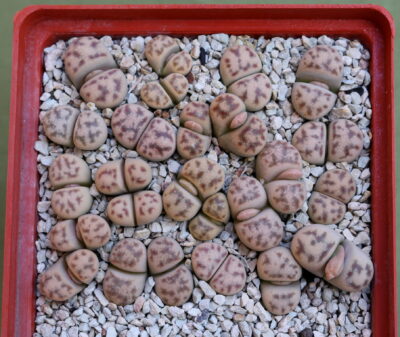 Lithops dinteri var. frederici, C180
