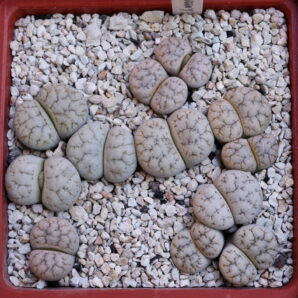 Lithops werneri, C188, MG1774