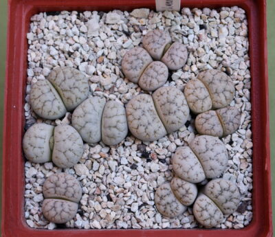 Lithops werneri, C188, MG1774
