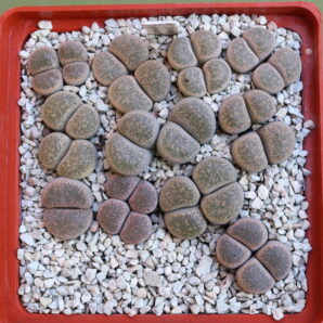 Lithops terricolor ‘Peersii’, C339, MG1731.76