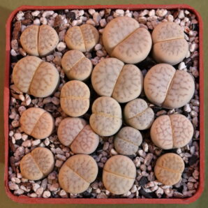 Lithops vallis-mariae, C281