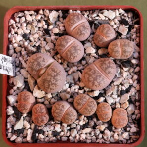 Lithops coleorum, ex Terry Smale