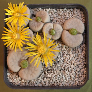 Lithops pseudotruncatella subs. volkii C069