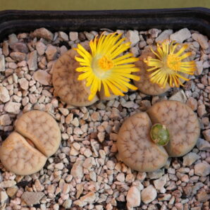 Lithops gracilidelineata, C309