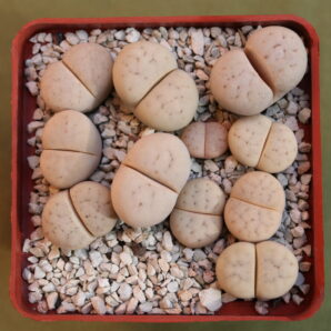 Lithops ruschiorum, C101