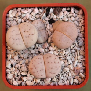 Lithops ruschiorum, C101 +2 ruschiorum, C316