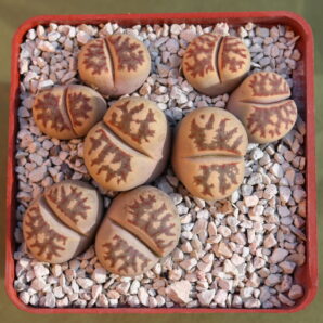 Lithops dorotheae