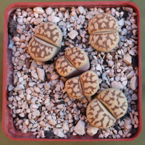 Lithops dorotheae , C300