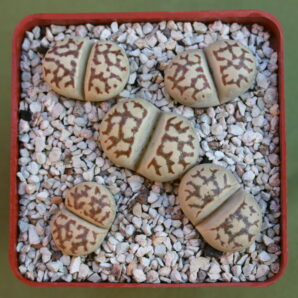 Lithops dorotheae , C124