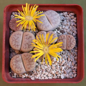Lithops pseudotruncatella (white body)
