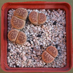 Lithops gesinae var. annae