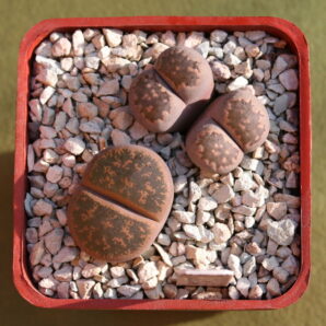 Lithops julii ‘Pink’ + lesliei var. rubrobrunnea, С204, MG1652