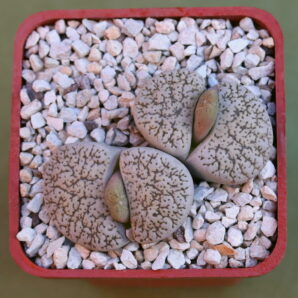 Lithops lesliei ssp. lesliei v. venteri