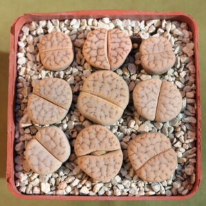 Lithops gracilidelineata syn. streyi