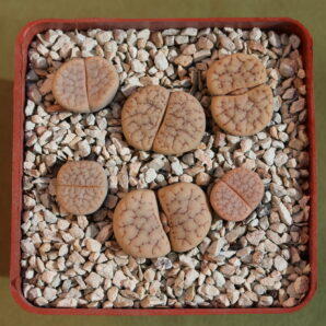 Lithops gracilidelineata ssp. brandbergensis (orange)