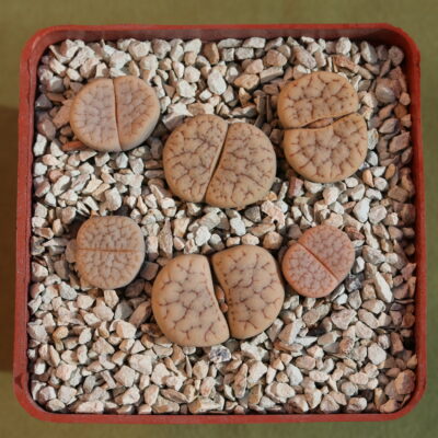 Lithops gracilidelineata ssp. brandbergensis (orange)