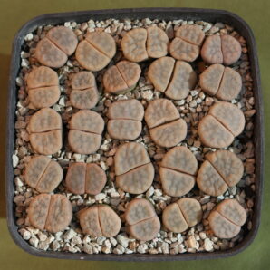 Lithops gracilidelineata, Basel
