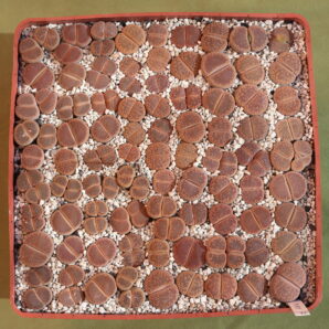Lithops aucampiae v. koelemanii, negro, Piltz 6775