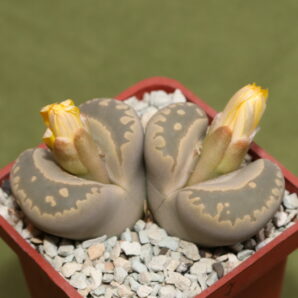Lithops otzeniana