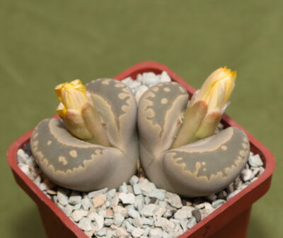 Lithops otzeniana