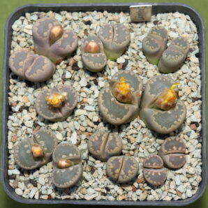 Lithops otzeniana, SB2185, MG1687.6