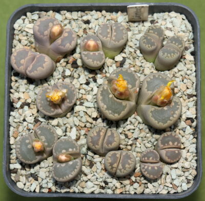 Lithops otzeniana, SB2185, MG1687.6
