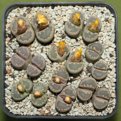 Lithops otzeniana, SB2185, MG1687.6 - Зображення 2