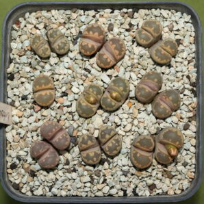 Lithops otzeniana, PV738B, Brakfontein