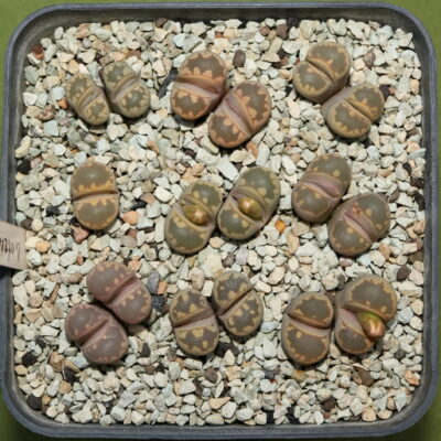 Lithops otzeniana, PV738B, Brakfontein