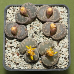 Рослини з посіву Lithops otzeniana, PV738B