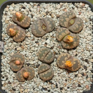 Lithops otzeniana, ex Horn S. Hammer
