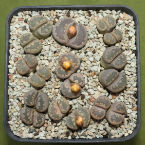 Lithops otzeniana, С128, MG1686.1