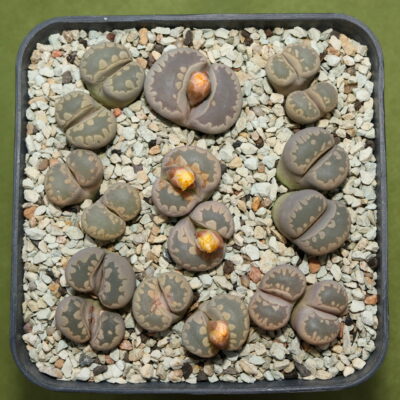 Lithops otzeniana, С128, MG1686.1