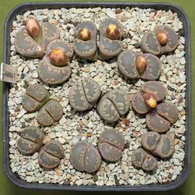 Lithops otzeniana, С128, MG1686.1 - Зображення 2