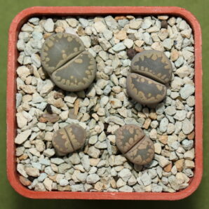 Lithops otzeniana, С128, MG1686.1