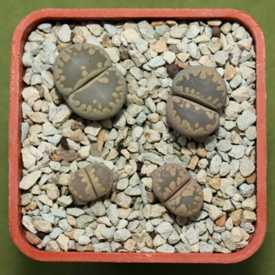 Lithops otzeniana, С128, MG1686.1