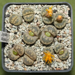 Рослини з посіву Lithops otzeniana cv. 'Green attempts'