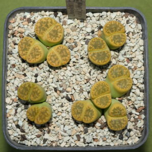 Lithops bromfieldii v. insularis "Sulphurea", C362, Piltz 6041
