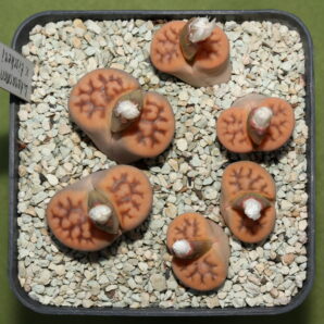 Lithops karasmontana v. tischeri