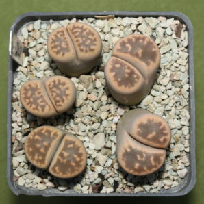 Lithops karasmontana ssp bella, SB2181, MG1625.46