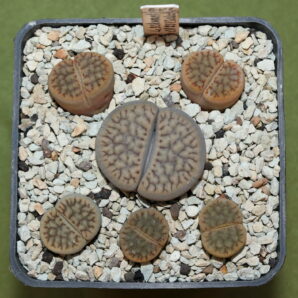 Lithops schwantesii v. urikosensis (C075), selected
