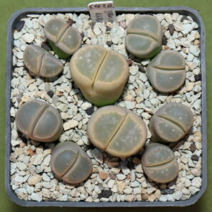 Lithops olivacea v. nebrownii, SW Pofadder, C162B, Piltz 6110