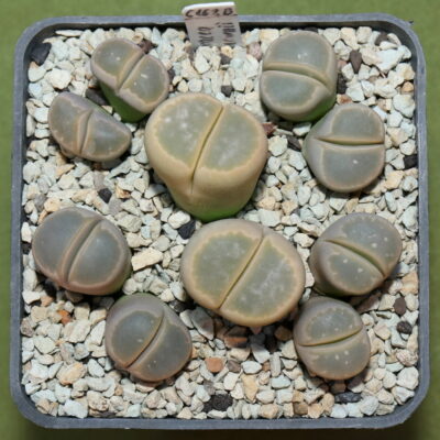 Lithops olivacea v. nebrownii, SW Pofadder, C162B, Piltz 6110