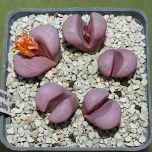 Lithops meyeri cv. 'Hammeruby', SB1125A