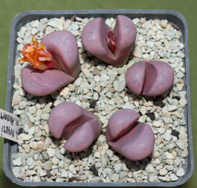 Lithops meyeri cv. 'Hammeruby', SB1125A