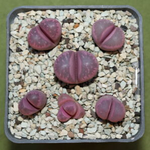 Lithops optica cv Rubra, MG 1683.85 (translucent pink bodies)