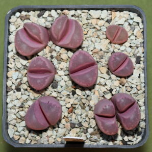 Lithops optica cv Rubra F3, MG 1685.5 (dark red x dark red)