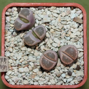 Рослини з посіву Lithops olivacea cv 'Red Olive', Francois Hoes