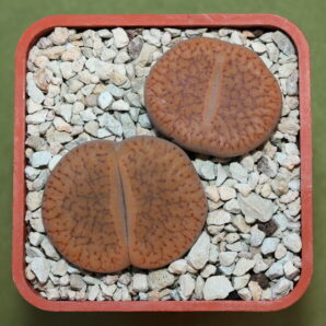 Lithops aucampiae v. koelemanii, C256